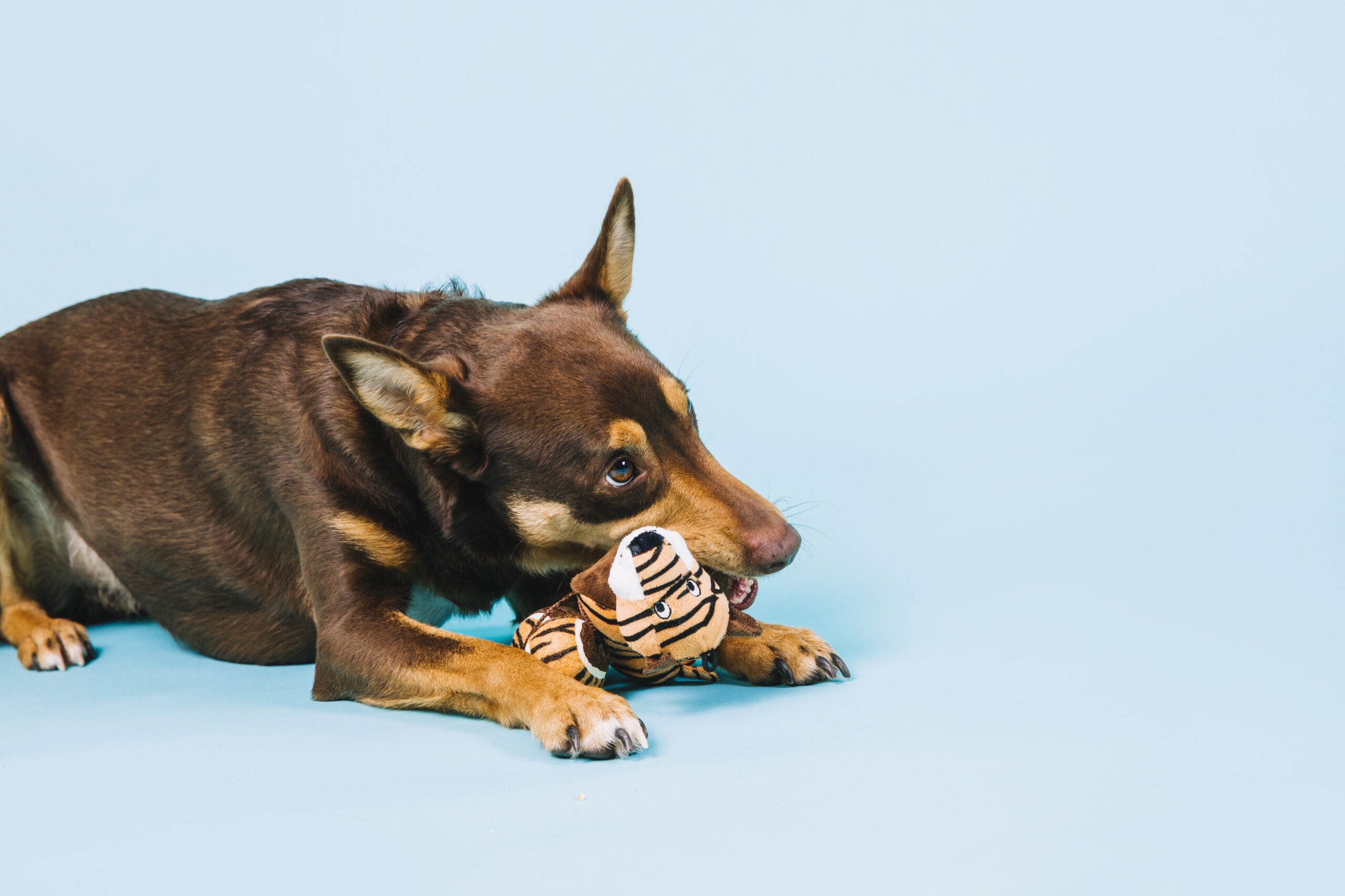 Top 12 Best Dog Toys Of 2021 That Are Durable & Fun To Play