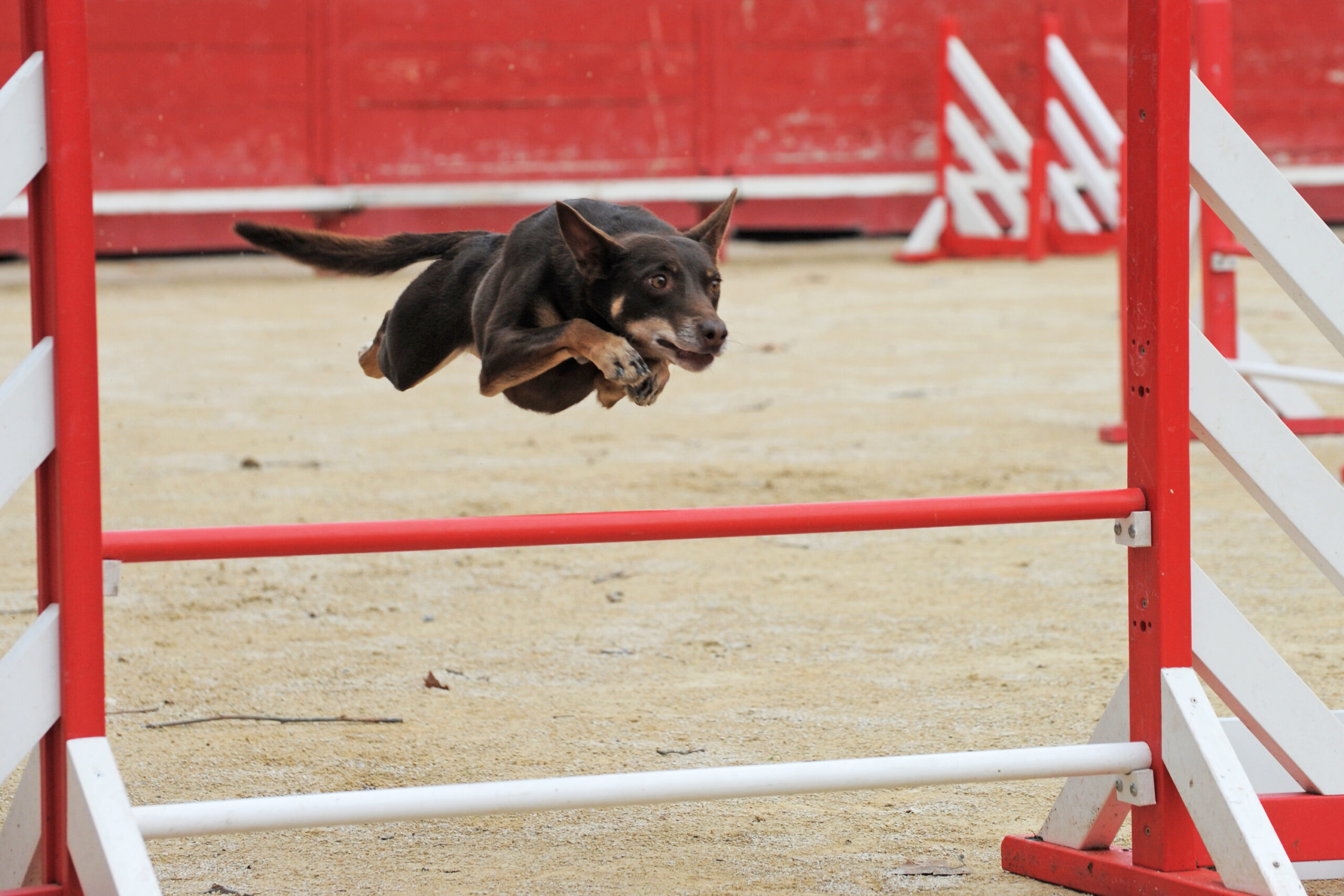 Facts About Blue Heelers