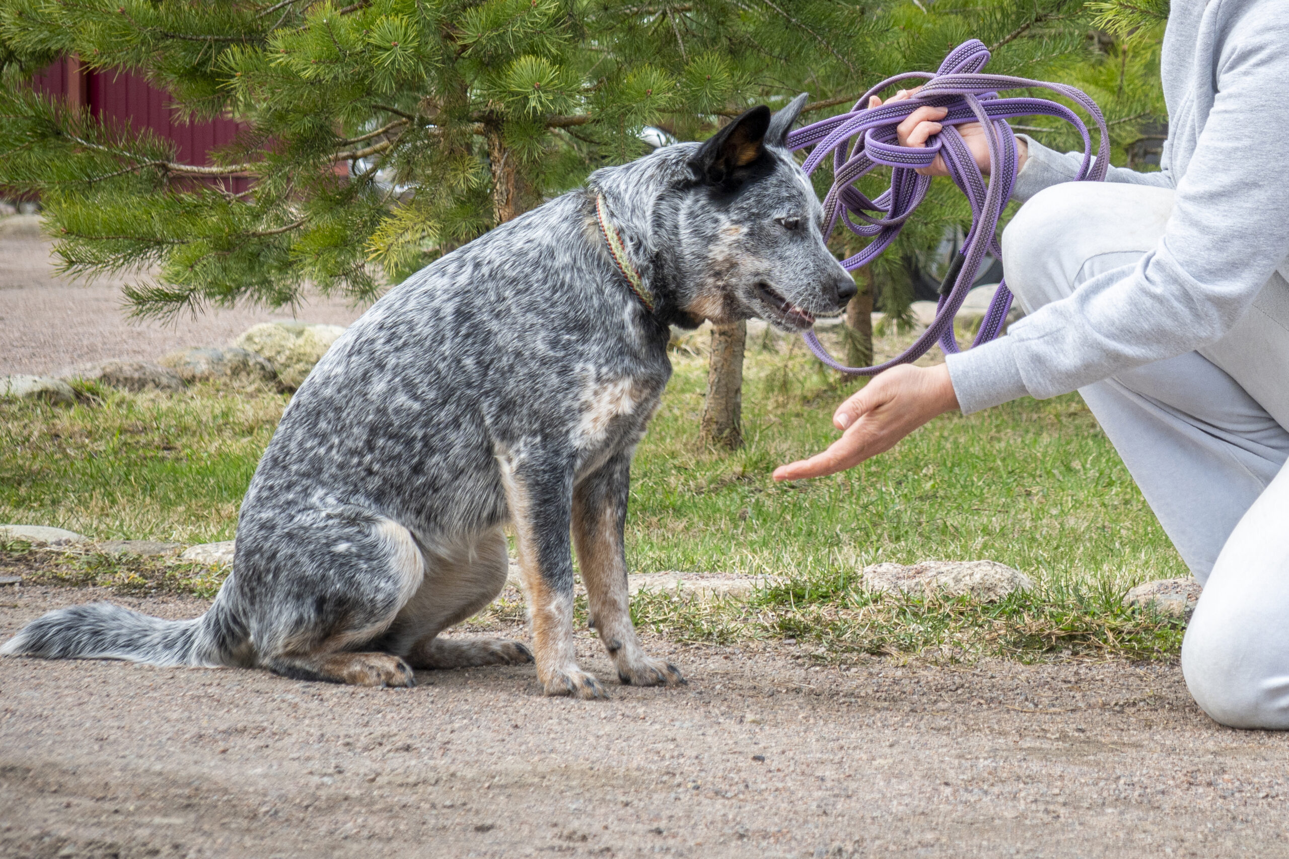 the most effective ways to train an Australian cattle dog