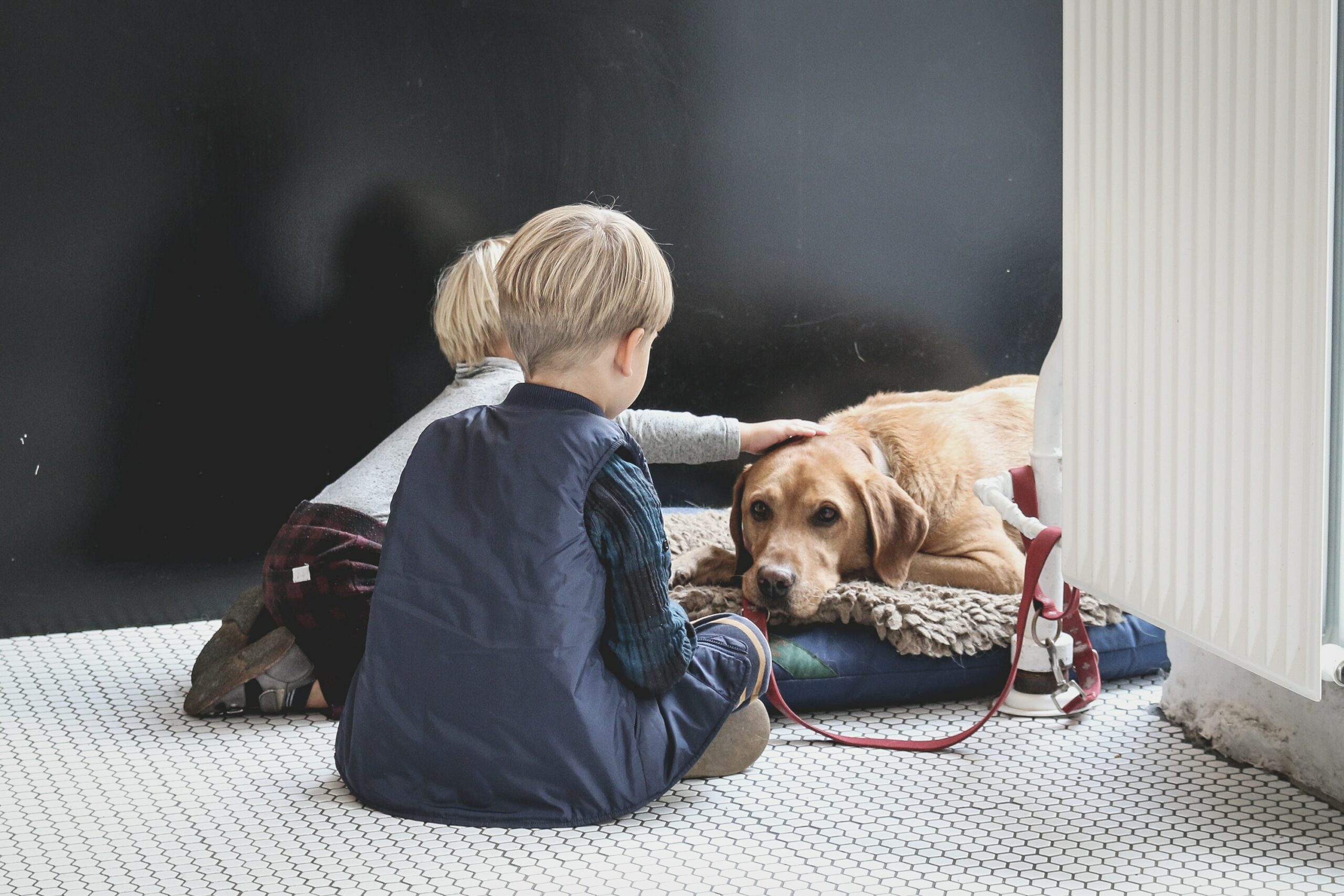 Why you should give your dog a puzzle toy