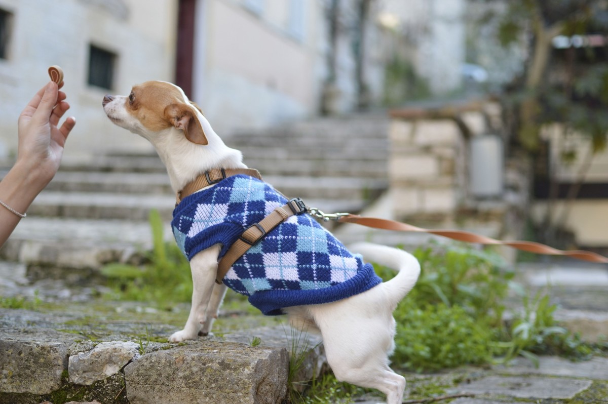 Things to Look for when Choosing a Dog Treat Pouch